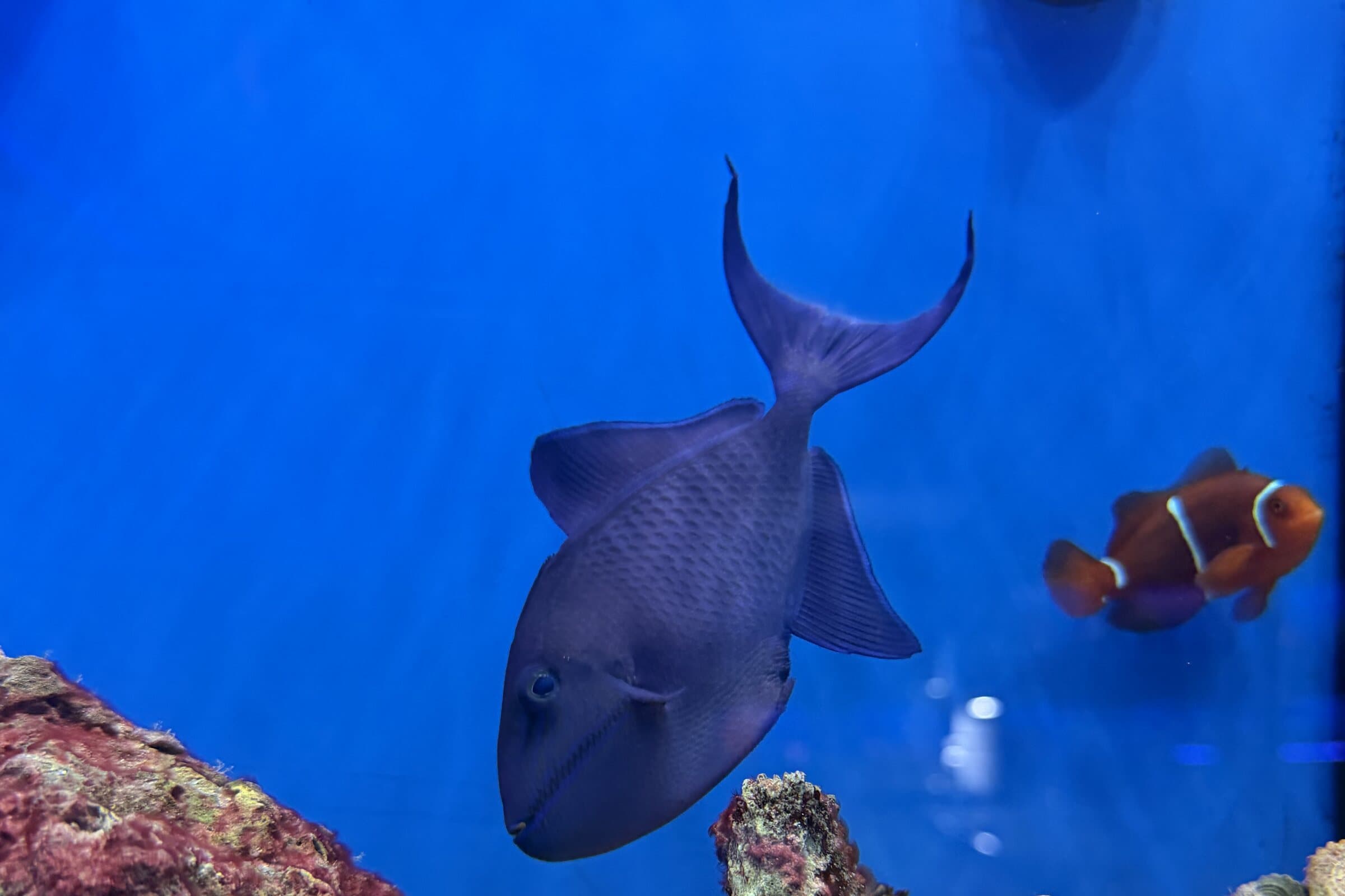A triggerfish and clownfish over live rock in a large Sea Cave FOWLR display — the kind of system a sump keeps stable